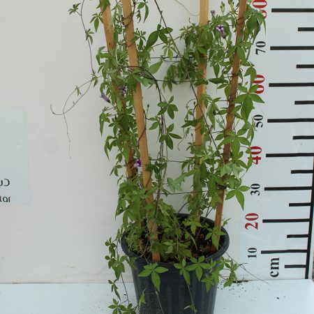 Ipomoea Cairica Palmata