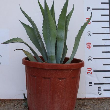 Agave Americana
