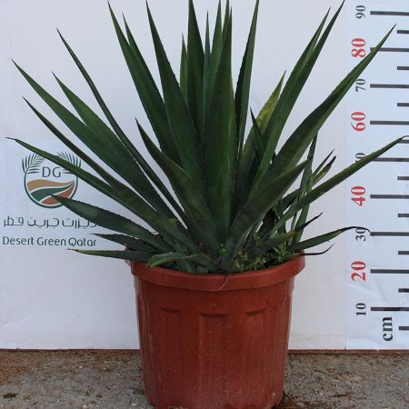 Agave Sisalana