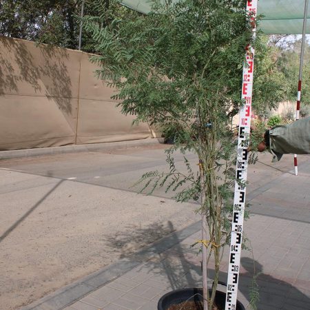 Caesalpinia gilliesii