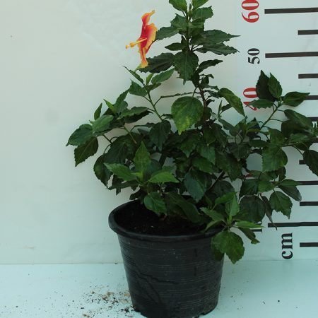 Hibiscus Rosesty (Orange)