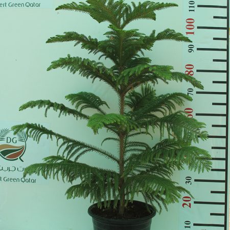 Araucaria cunninghamii 1m