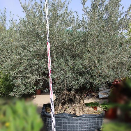 Olea Europaea Multbola S/C