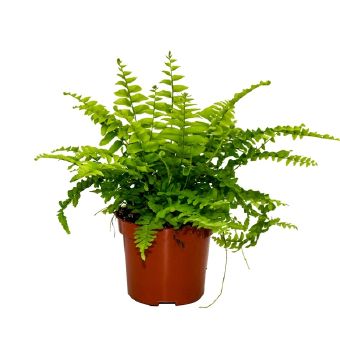 Nephrolepis Bostoniensis | Desert Green Qatar