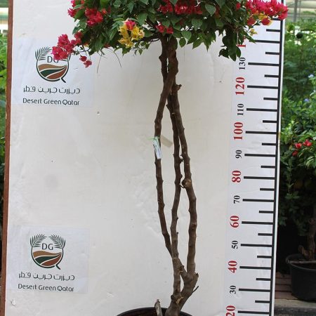 Bougainvillea Glabra