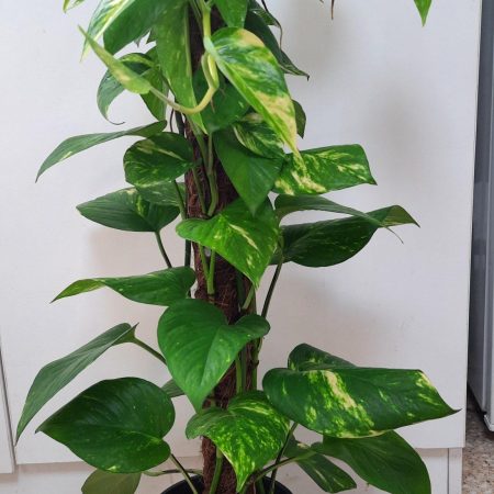 Epipremnum pinnatum (Money Plant) mosstok 50cm
