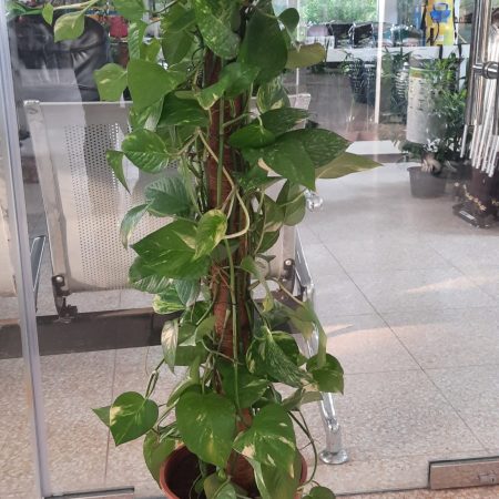 Epipremnum pinnatum (Money Plant) mosstok 100cm