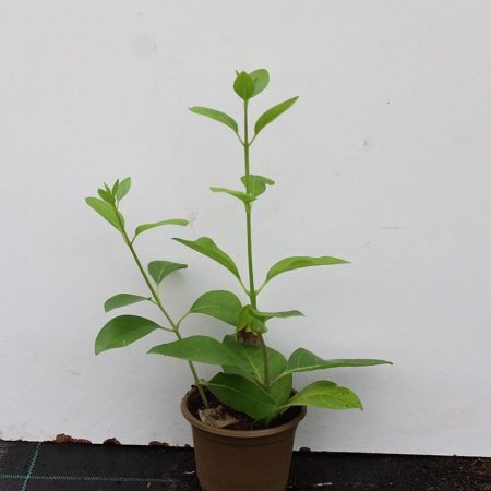 Clerodendron inerme (25 - 30cm Height in 10cm Pot)