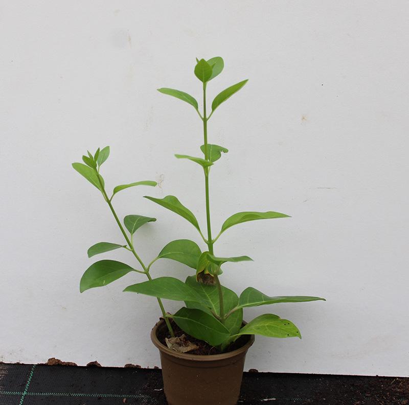 Clerodendron inerme (25 – 30cm Height in 10cm Pot) | Desert Green Qatar