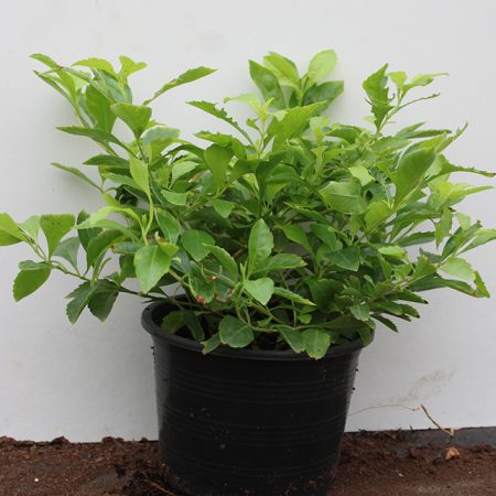 Duranta erecta "Green"