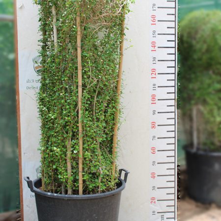 Ehretia microphylla Cylinder 1.8m