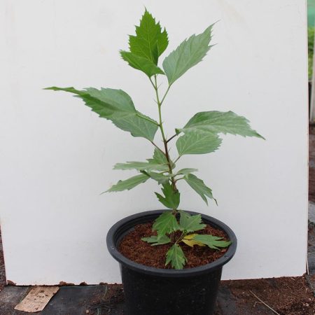 Hibiscus rosa-sinensis 20-30cm