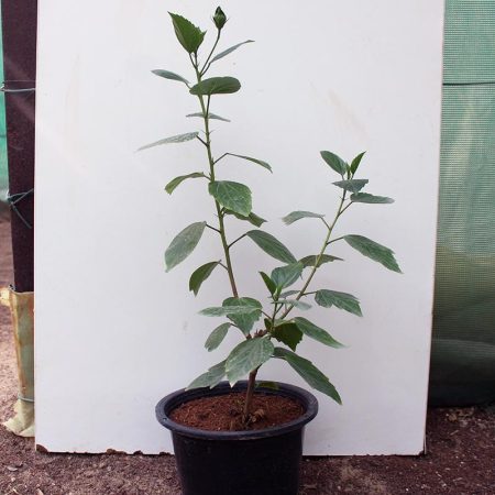 Hibiscus red (Tall Red) 20-30cm