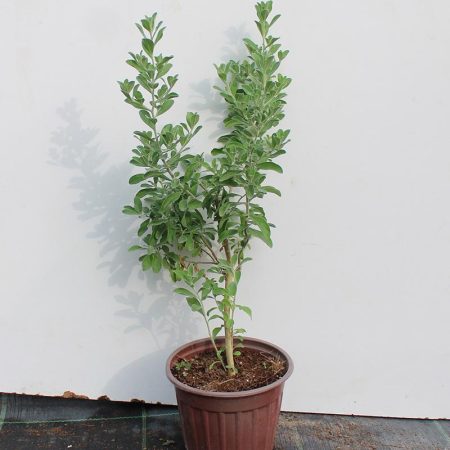 Leucophyllum frutescens