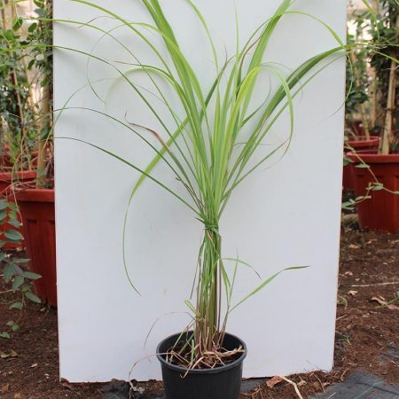 Cymbopogon cit: (Lemon Grass)