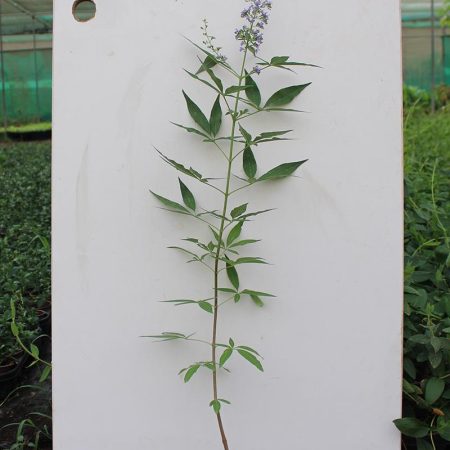 Vitex agnus castus