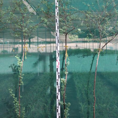 Acacia arabica (1.5-2.0m O.A.Ht,)