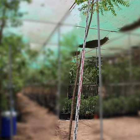 Azadirachta indica " Neem "