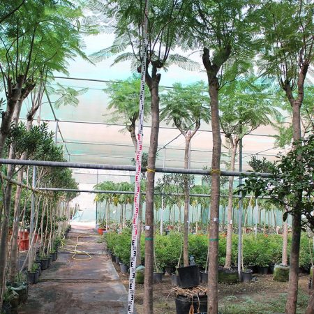 Jacaranda mimsifolia 4-4.5m O.A Ht, 50-60mm