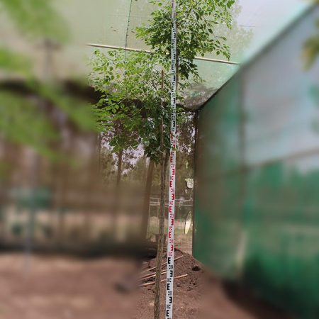 Millingtonia hortensis