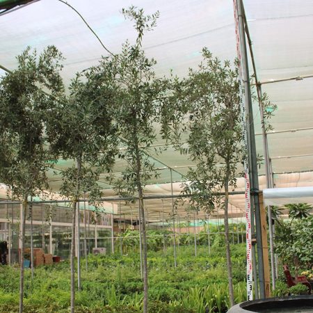 Olea europaea 3.5m Ht, 2.5m C.S, 60-80mm