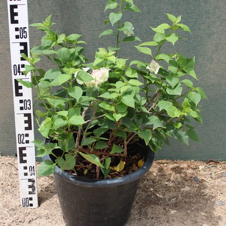 Bougainvillea 'Coco Ice'