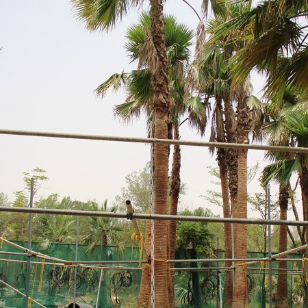 Washingtonia robusta 5-5.5m CT