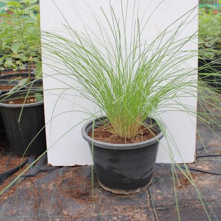 Pennisetum setaceum