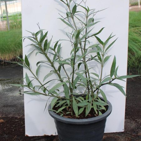 Ruellia ciliosa "purple''