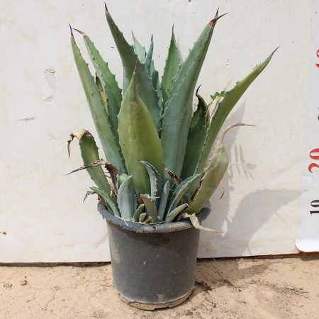 Agave americana
