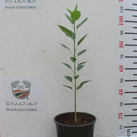 Ficus Altissima