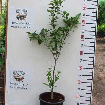 Citrus Orange (Turkey)