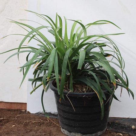 LIRIOPE MUSCARI MONROE WHITE