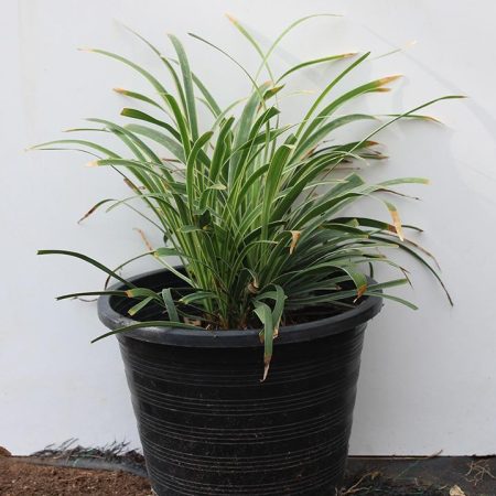 LIRIOPE MUSCARIS VARIEGATUM