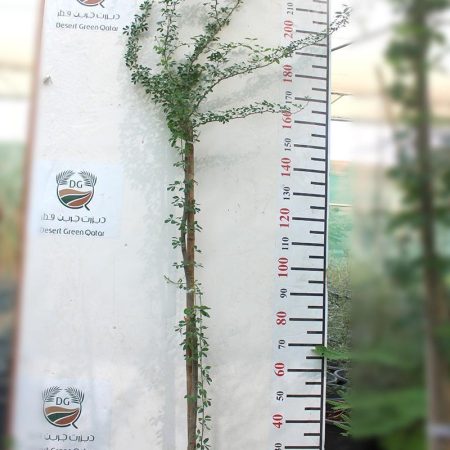 Pithecellobium  inga- dulce