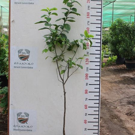 Citrus Lemon " Turkey "