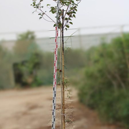 Hibiscus Tiliaceus Rubra
