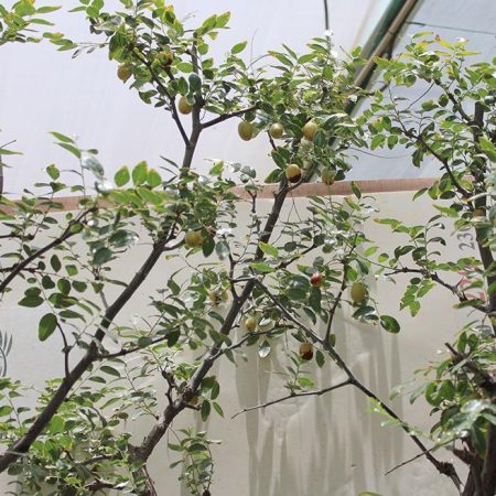 Ziziphus jujuba " Spain " 2.5-3m ht