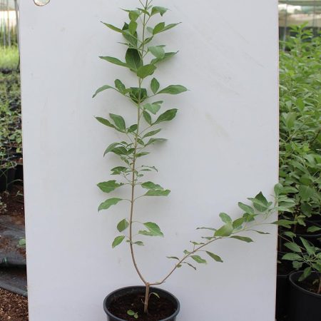 Vitex trifolia purpurea