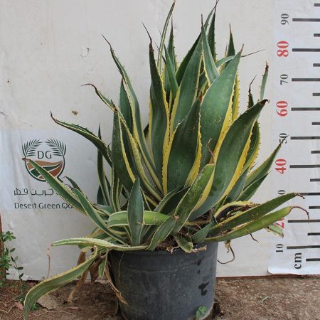 Agave Americana Marginata
