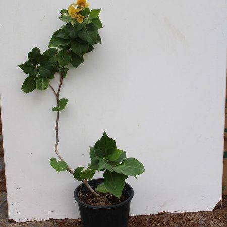 Bougainvillea "yellow"