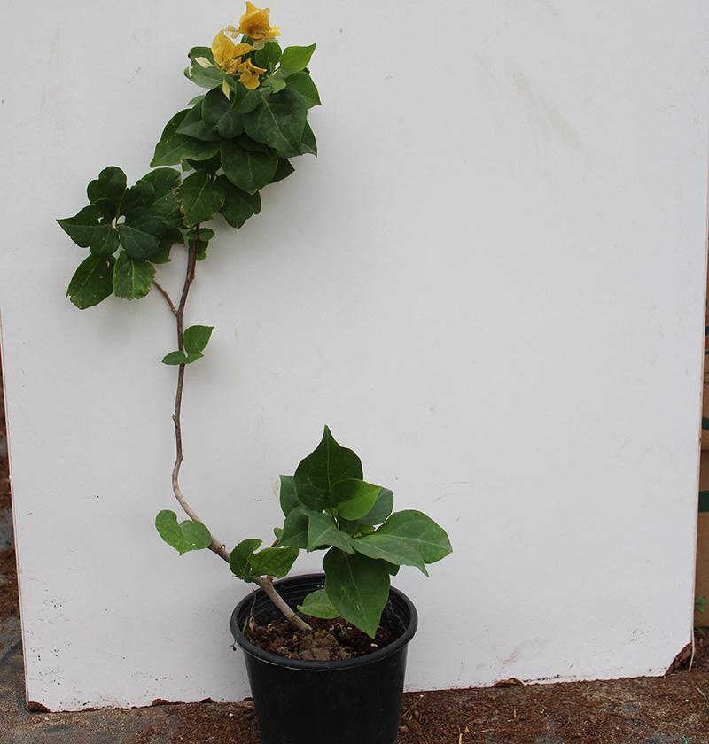 Bougainvillea “yellow” 