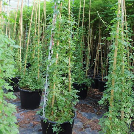 Ipomoea Cairica Palmata