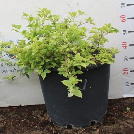 Bougainvillea glabra 'White'