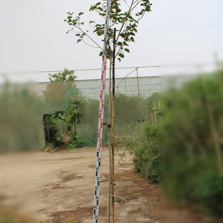 Hibiscus Tiliaceus Rubra