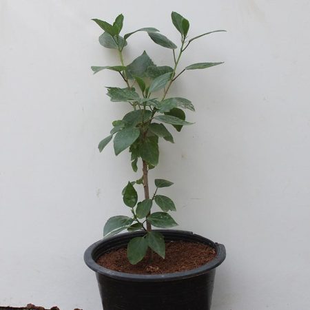 Hibiscus Rosesty (Orange) 3ltr