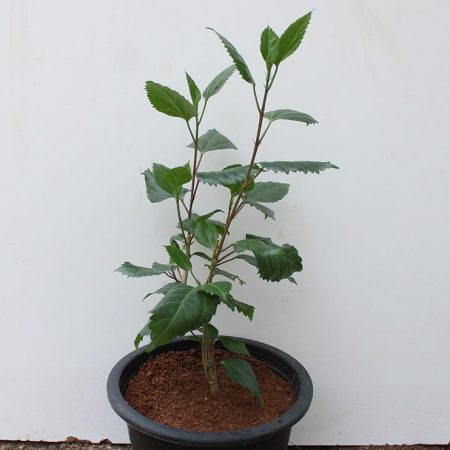 Hibiscus scarlet (Dark Red)