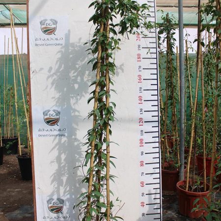 Tristellateia australasiae