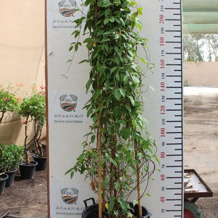 Tristellateia australasiae