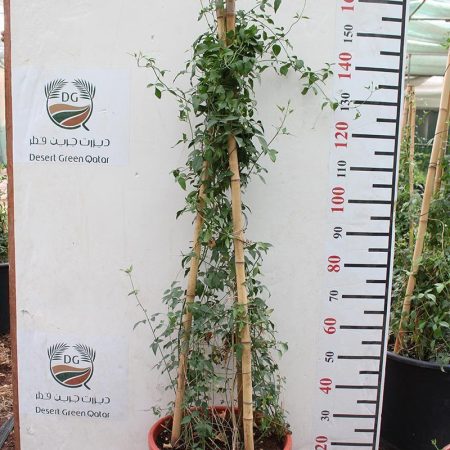 Jasminum grandiflorum